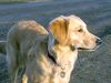 Golden Retriever Foto: Ginger 9 Monate (ID 2119) Golden Retriever Hund