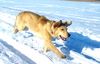 Golden Retriever Foto: Ginger in Schnee (ID 2118) Golden Retriever Hund