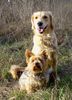 Golden Retriever Foto: Golden Hündin Ginger und Yorkie Dusty (ID 7336) Golden Retriever Hund