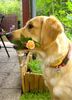 Golden Retriever Foto: Golden Hündin Ginger, mein ganzer Stolz (ID 7337) Golden Retriever Hund