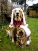 Golden Retriever Foto: Frohe Weihnachten!!! (ID 7519) Golden Retriever Hund