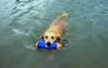 Golden Retriever Hund