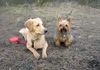 Golden Retriever Foto: Ginger und Lebensgefährte Dusty (ID 2117) Golden Retriever Hund