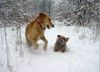 Golden Retriever Foto: Ginger (20 Monate) und Yorkie Dusty (7 Jahre) sind sichtlich glücklich das endlich Schnee fällt und geniesen ihn so gut es geht. (ID 7937) Golden Retriever Hund