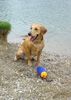Golden Retriever Hund
