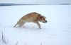 Golden Retriever Foto: Ginger beim Spielen im Schnee (ID 8038) Golden Retriever Hund