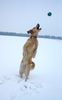 Golden Retriever Foto: Im Schnee macht den Goldens alles doppelt so viel Spaß, oder? (ID 8039) Golden Retriever Hund