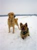 Golden Retriever Foto: Golden Ginger und Yorkie Dusty. Meine beiden (ID 8040) Golden Retriever Hund