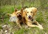 Golden Retriever Foto: Ginger und Yorkie Rüde Dusty, ein Herz und eine Seele (ID 10678) Golden Retriever Hund