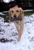 Golden Retriever Foto: Golden Ginger bei der Dummyarbeit (ID 10761) Golden Retriever Hund