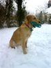 Golden Retriever Foto: Ginger (2 Jahre) mit ihrem Dummy (ID 9460) Golden Retriever Hund