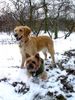 Golden Retriever Foto: Ginger (2 Jahre) und Yorkie Dusty (7 Jahre) im Winterwald (ID 9459) Golden Retriever Hund
