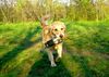 Golden Retriever Foto: Golden Ginger bei der Dummyarbeit (ID 10762) Golden Retriever Hund