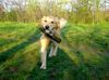 Golden Retriever Foto: Golden Ginger bei der Dummyarbeit (ID 10763) Golden Retriever Hund