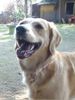Golden Retriever Foto: Meine Ginger, Monate (ID 3015) Golden Retriever Hund