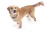Golden Retriever Foto: Meine Ginger, 12 Monate (ID 3017) Golden Retriever Hund