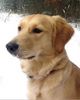 Golden Retriever Foto: Meine Ginger, 12 Monate (ID 3016) Golden Retriever Hund