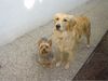 Golden Retriever Foto: Ginger beim Wasserapport (ID 3231) Golden Retriever Hund