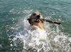 Golden Retriever Foto: Ginger beim Wasserapport (ID 3232) Golden Retriever Hund