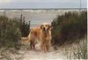 Golden Retriever Foto: Alice in Dänemark (ID 8457) Golden Retriever Hund