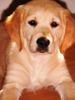 Golden Retriever Foto: unsere Bonny mit 3 monaten (ID 34694) Golden Retriever Hund