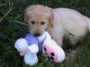 Golden Retriever Foto: Einer von 11 Welpen/Wurf vom März 2002 (ID 1156) Golden Retriever Hund