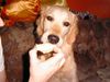 Golden Retriever Foto: bonny vom eubathal (ID 36674) Golden Retriever Hund