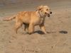 Golden Retriever Hund