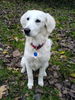 Golden Retriever Foto: Meine Laíka 8Wochen (ID 33776) Golden Retriever Hund
