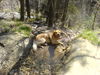 Golden Retriever Foto (ID 38165) Golden Retriever Hund
