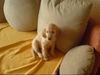 Golden Retriever Foto: heyyy habt ihr mich hier allein gelassen... (ID 40044) Golden Retriever Hund