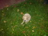 Golden Retriever Foto: ich möchte nicht mehr laufen (ID 40045) Golden Retriever Hund