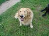 Golden Retriever Foto: Shena das fotogen (ID 13667) Golden Retriever Hund