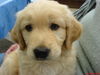 Golden Retriever Foto: ich bin die Amy (ID 32494) Golden Retriever Hund