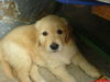 Golden Retriever Foto: ich bin die Amy (ID 32495) Golden Retriever Hund