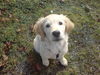 Golden Retriever Foto: neiiiin ich habe nichts angestellt (ID 40261) Golden Retriever Hund
