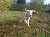 Golden Retriever Foto: wenn ich schneller laufe, hebe ich ab... (ID 40260) Golden Retriever Hund