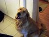 Golden Retriever Foto: Sisco (ID 7944) Golden Retriever Hund