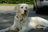 Golden Retriever Foto: Balou Mai 06 (ID 31485) Golden Retriever Hund