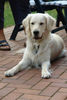 Golden Retriever Foto: Balou (ID 31486) Golden Retriever Hund