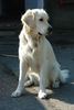 Golden Retriever Foto: Balou (ID 31487) Golden Retriever Hund