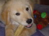 Golden Retriever Foto: Ben, fast 3 Monate alt (ID 31795) Golden Retriever Hund