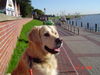 Golden Retriever Foto: Wer ist hier der Chef?? (ID 34302) Golden Retriever Hund