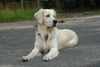 Golden Retriever Foto: Balou mit fast 3 Jahren (ID 39097) Golden Retriever Hund