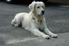 Golden Retriever Foto: Balou mit fast 3 Jahren (ID 39098) Golden Retriever Hund