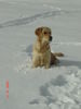 Golden Retriever Foto: Ich liebe den Schnee (ID 28198) Golden Retriever Hund