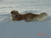 Golden Retriever Foto: Ich liebe den Schnee (ID 28199) Golden Retriever Hund