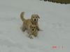 Golden Retriever Foto: sind wir nicht ein hübsches paar (ID 30003) Golden Retriever Hund