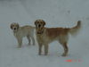 Golden Retriever Foto: Schneespiele mit meiner Halbschwester (ID 28197) Golden Retriever Hund