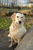 Golden Retriever Foto: Tasso (ID 41275) Golden Retriever Hund